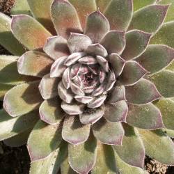 Sempervivum - Dachwurz - Hauswurz